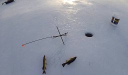 fish.JPG