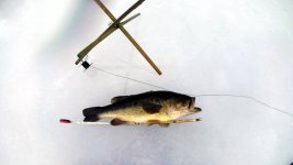 18incher.JPG