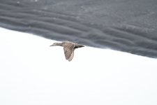 Hen Eider (1 of 3).jpg