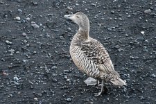 Hen Eider (3 of 3).jpg