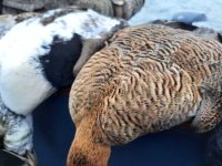 eider hen3.jpg