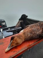 eider hen6.jpg