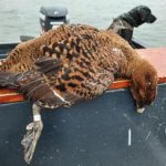 eider hen7.jpg