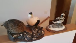 eider hen 8.jpg