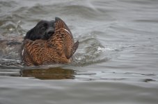eider hen10.JPG