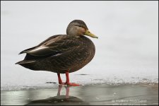 american_black_duck_i093a.jpg