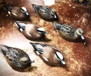 G Williams Wigeon.jpg