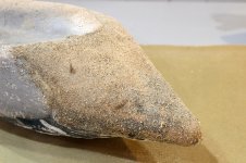 L 72 Pintail - Undertail coated.JPG L 72 Pintail - Undertail coated.JPG