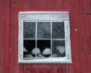 PBF in snow 8.JPG PBF in snow 8.JPG