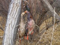 2 bands in one hunt beaver pond.jpg
