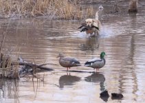 Chili and the greenhead.jpg