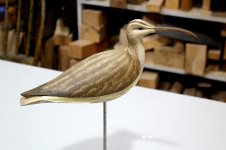 WB - Whimbrel basecoat.JPG