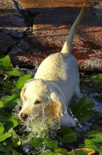 Chip;s first plunge.jpg