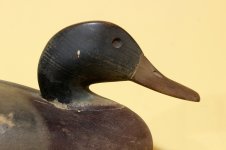 3 Wildfowler Mallard Drake - head profile.JPG