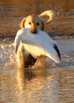 chili's snow goose.jpg