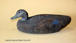 C - Black Duck 1.JPG
