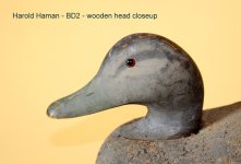 D - Black Duck 2 - head closeup.JPG