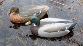 W - Haman - Mallard Pair - Sea Trials.JPG