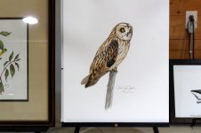 AHA - Short-eared Oil watercolor.JPG