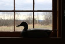 AHA - South Window wity Wildfowler Hen Mallard.JPG