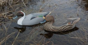 Wildfowler Pintail Pair - sea trial 1.JPG