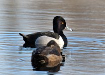 ring-necked-duck.jpg