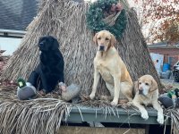 2022 Christmas Dogs.jpeg