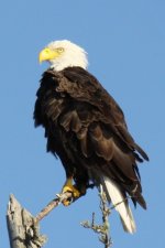 eaglebwca.JPG