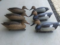 Victor D100 GADWALLS.jpg