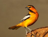 male Bullock's oriole 1.jpg