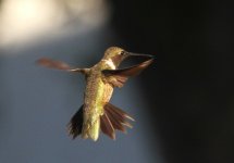 IMG_2275.JPG
