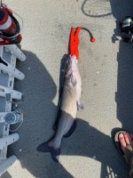 IMG_4429.jpeg
