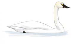 Tundra Swan - David Sibley.jpg