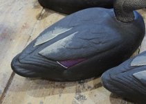 Herters 63 Blacks - Tertials.JPG