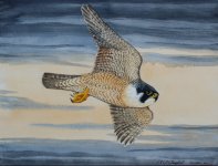 Peregrine for Jackie - 1.JPG