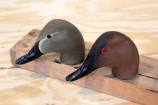 Herter's Model 63 -Canvasback pair - Heads  topcoated.JPG