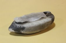 Model 63 Diver Body 0 6-oz cloth for keel.JPG