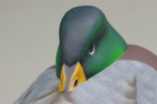 Sleeperdrake10 (600 x 399).jpg