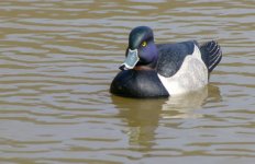 Ringbill3 (600 x 388).jpg