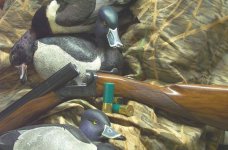 Ringbilldrakes (600 x 396).jpg