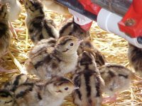 P-Day_Old_Chicks.jpg P-Day_Old_Chicks.jpg
