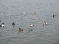 IMG_3580_1_1.JPG IMG_3580_1_1.JPG