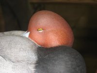 IMG_3630_1_1.JPG IMG_3630_1_1.JPG