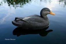 HOMER Black Duck 01.JPG