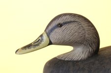Wildfowler Black Duck Hen - head closeup.JPG