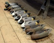 Beans Nine - Mallards and Pintails - Amberman.JPG