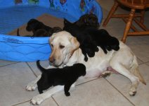Chaco and Salsa's litter 7.jpg