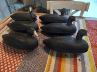 Model 63 coots.jpg
