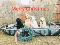 Christmas Dogs (4) (1) (1).jpg