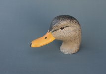 Mexican Duck II.jpg